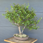 Preview: Birke - Betula pendula